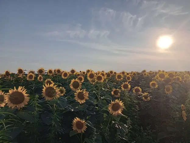 szántóföld kukoricapalántákkal